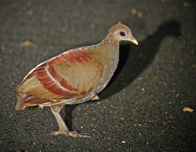 Moluccan Megapode - ML378159011