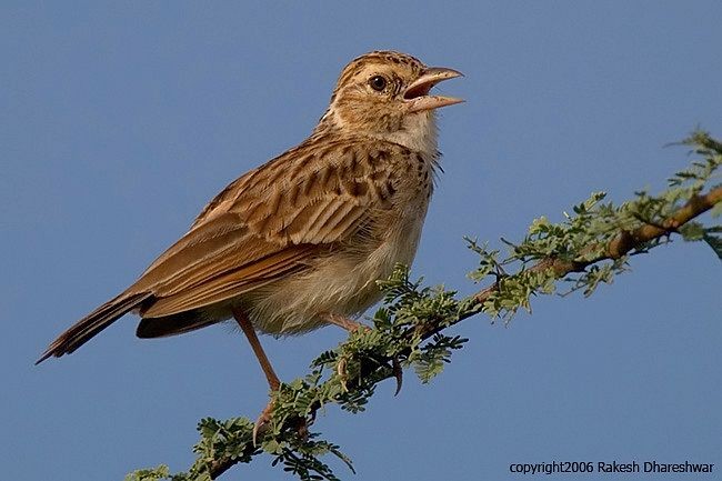 Indian Bushlark - ML378159301