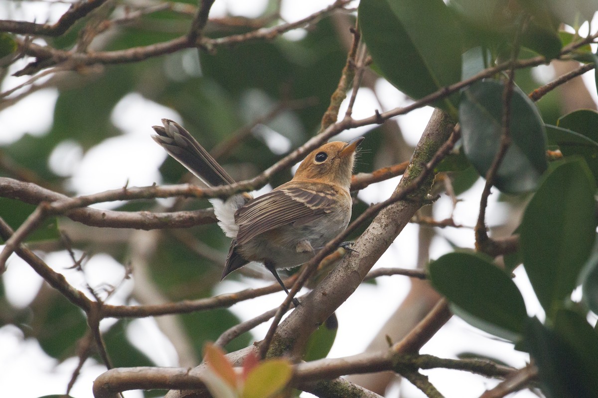 Monarque d'Oahu - ML378160391