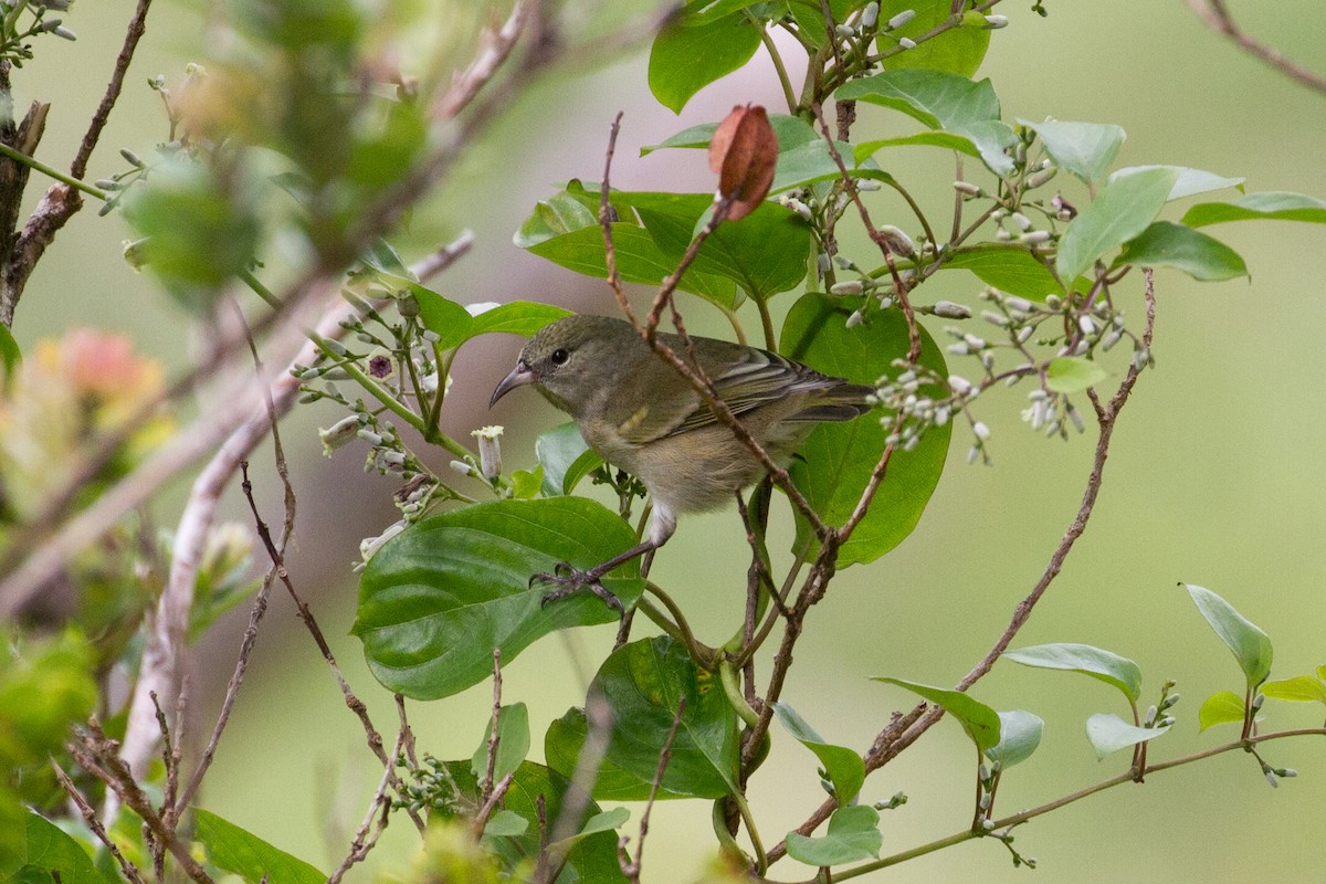 Oahu Amakihisi - ML378160521