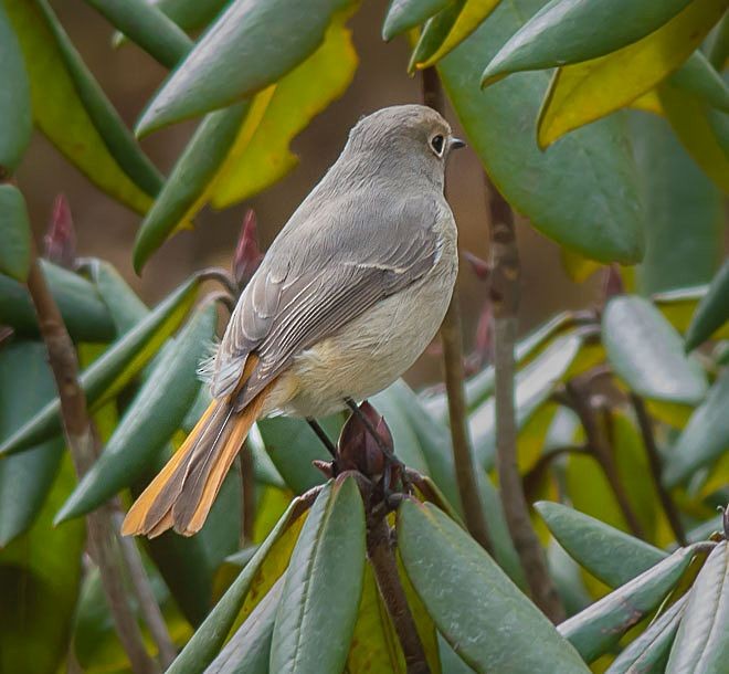 Hodgson's Redstart - ML378160551