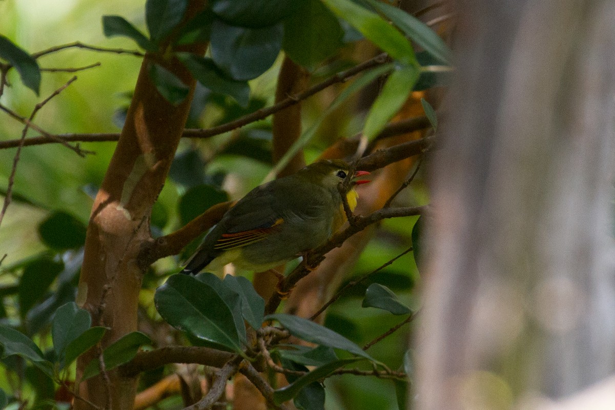 Red-billed Leiothrix - ML378160581