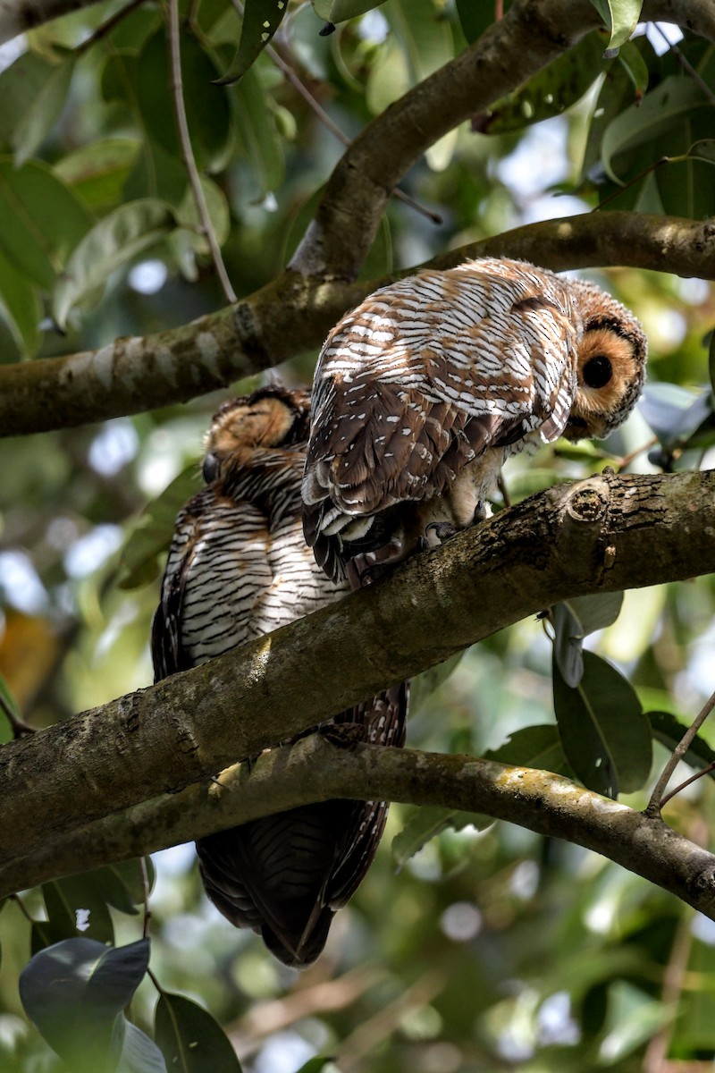 Spotted Wood-Owl - ML378160641