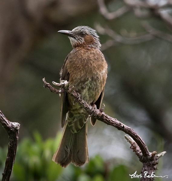 Brown-eared Bulbul - ML378161061