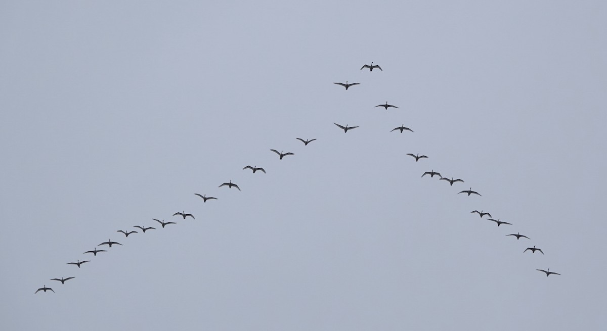 Tundra Swan - ML378161851