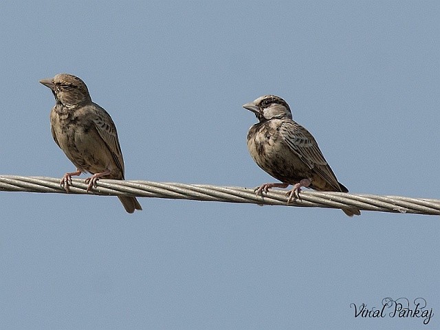 Ashy-crowned Sparrow-Lark - ML378162391