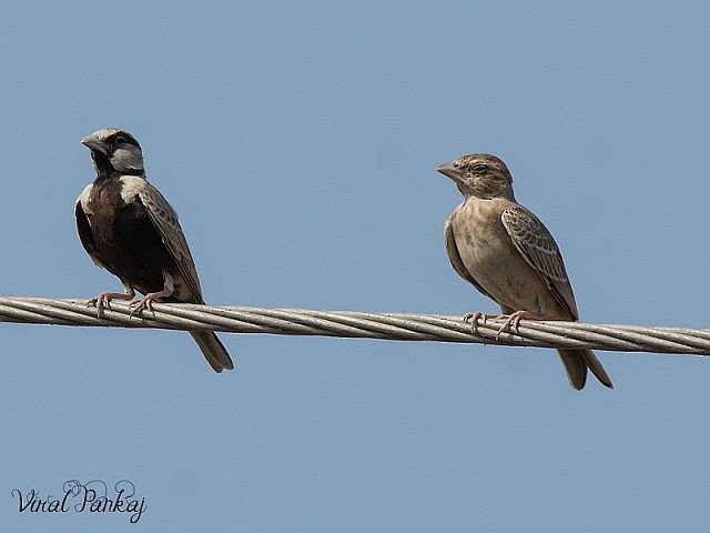 Ashy-crowned Sparrow-Lark - ML378162431