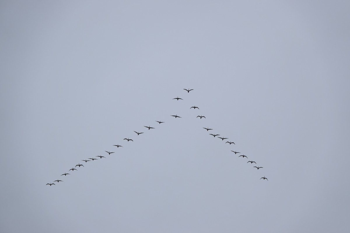 Tundra Swan - ML378162691