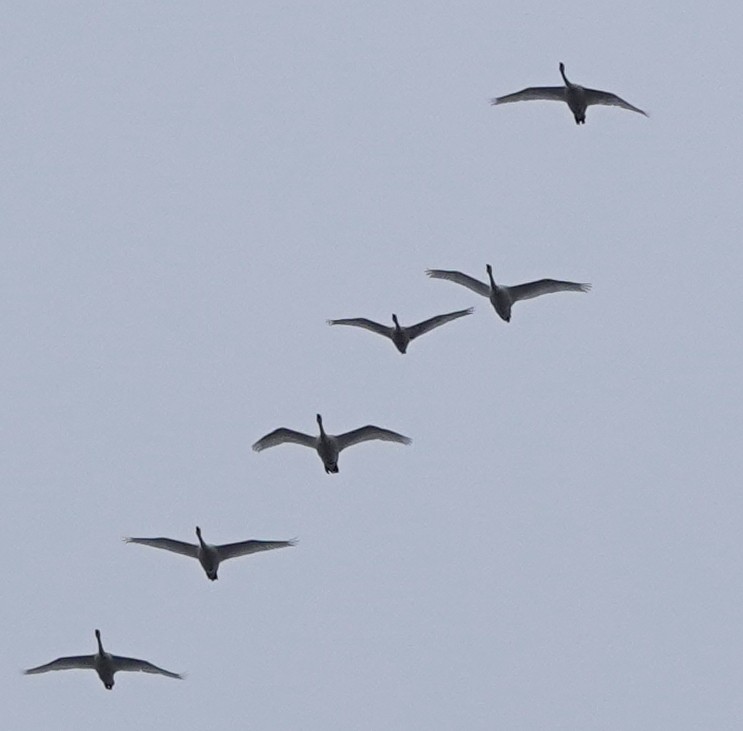 Tundra Swan - ML378162711