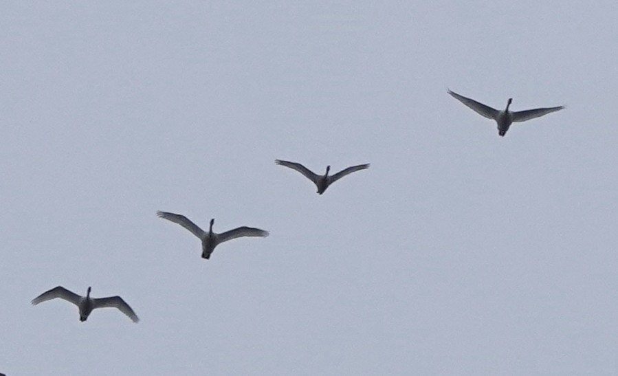 Tundra Swan - ML378162801