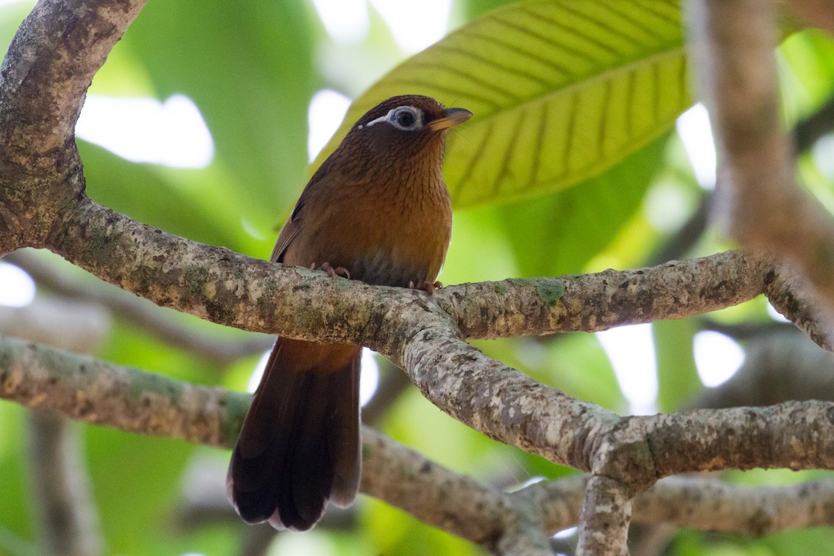 Chinese Hwamei - ML378163971