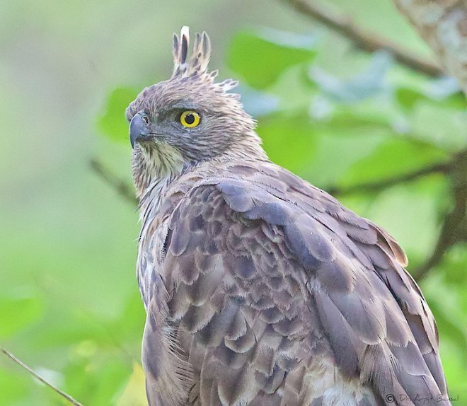 Indienhaubenadler (cirrhatus/ceylanensis) - ML378164721