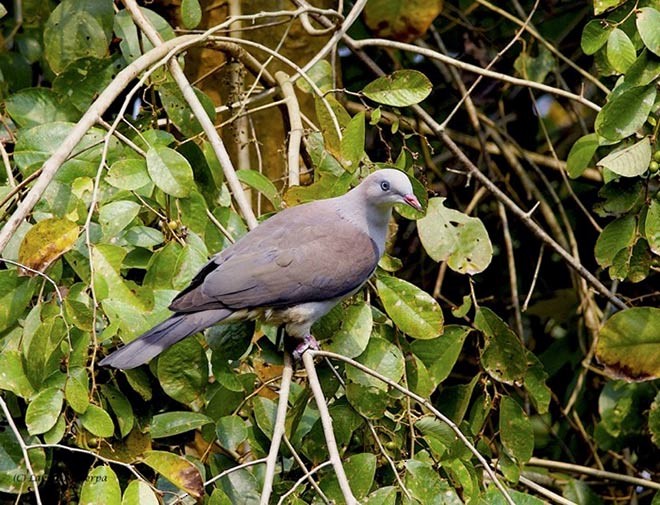 Mountain Imperial-Pigeon - ML378165841