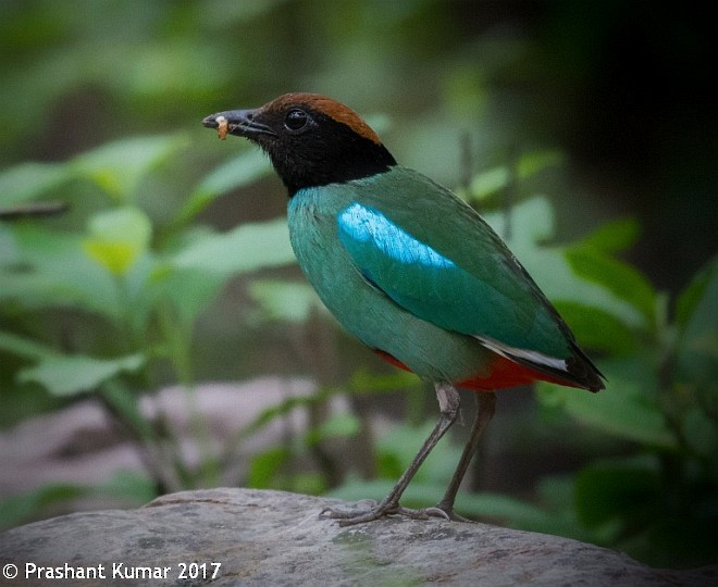 Western Hooded Pitta (Chestnut-crowned) - ML378166121