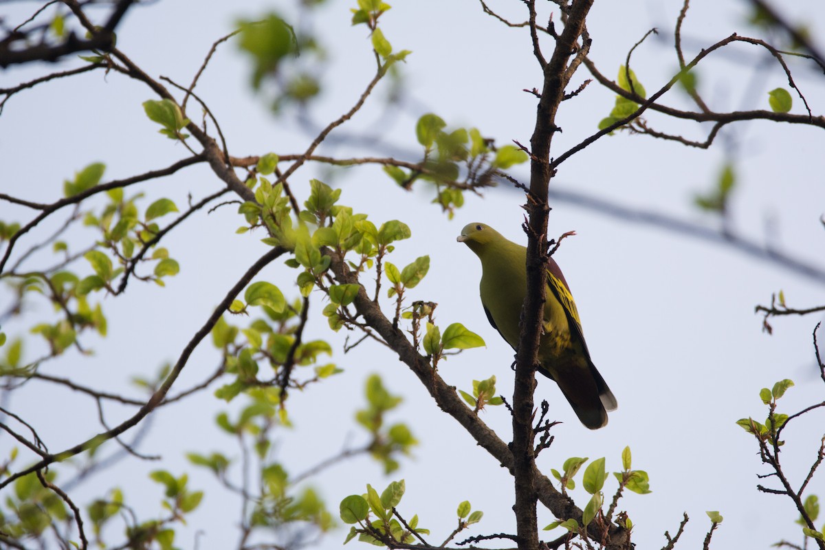 Gray-fronted Green-Pigeon - ML378166221