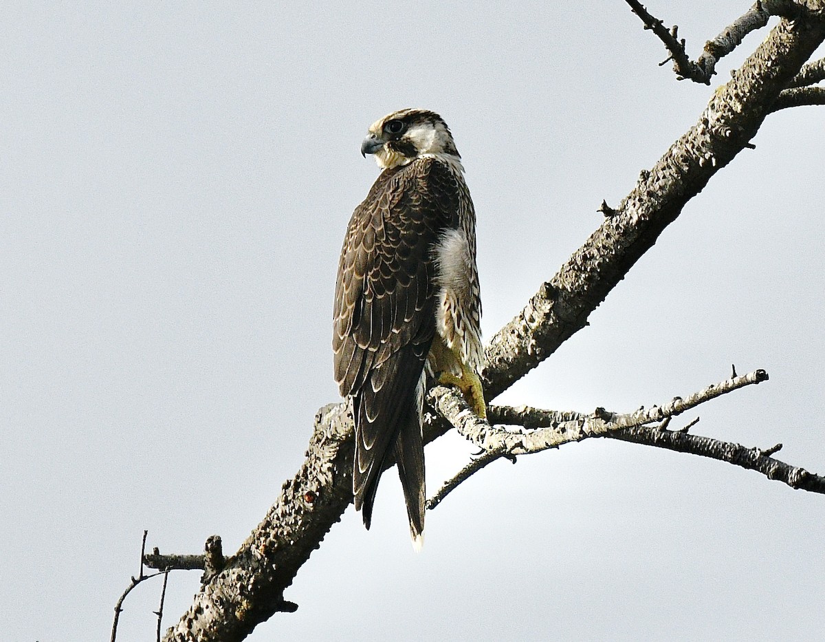 Peregrine Falcon - ML378166641