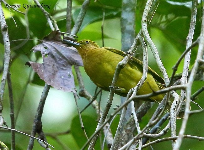 Yellowish Bulbul (Yellowish) - ML378166651