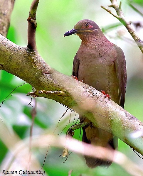 Аметистовая горлица (amethystinus/imeldae) - ML378166741