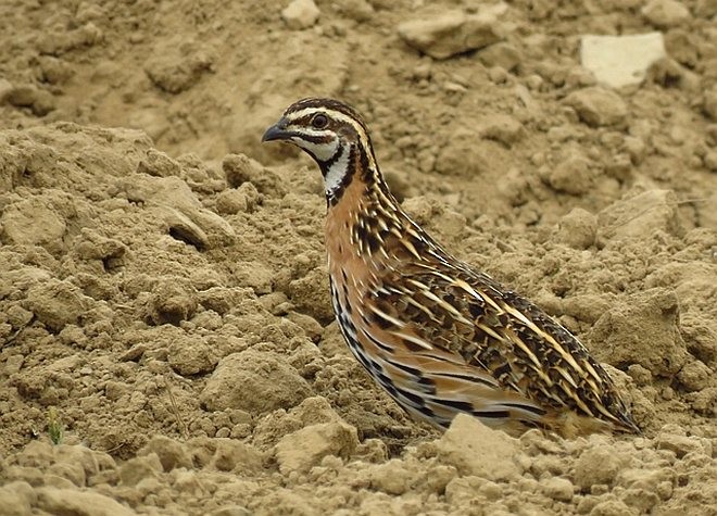 Rain Quail - ML378166921