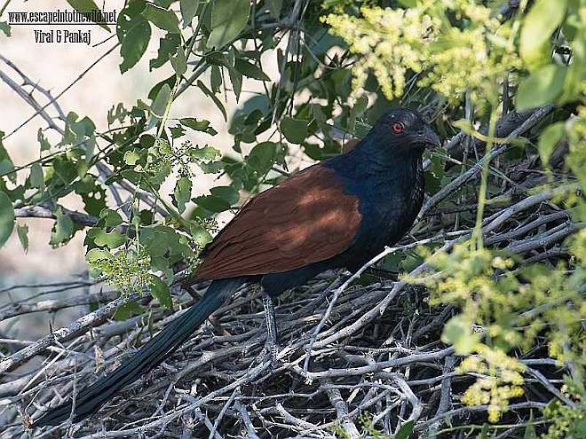 Greater Coucal - ML378168071