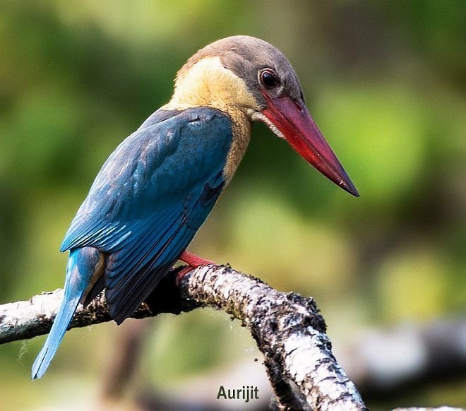 Stork-billed Kingfisher - ML378168121