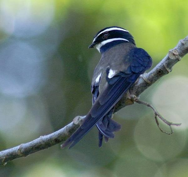 Whiskered Treeswift - Dave Bakewell