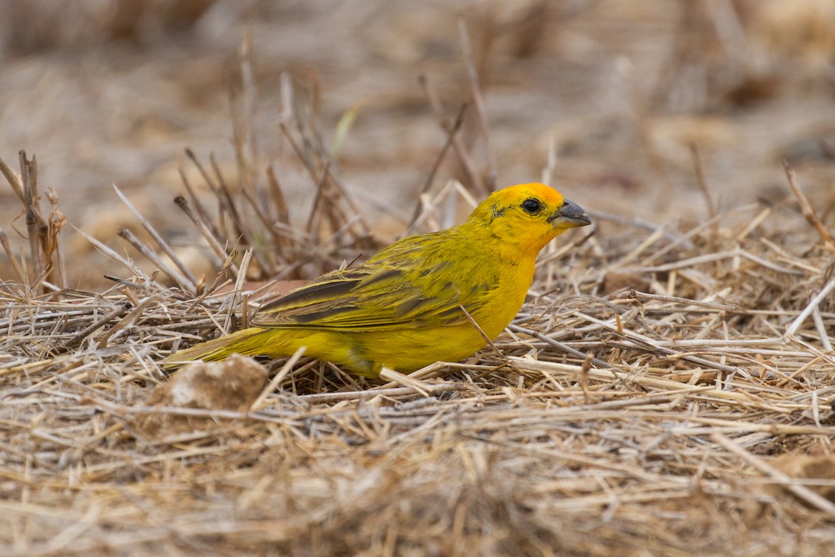 Saffron Finch - ML378168491