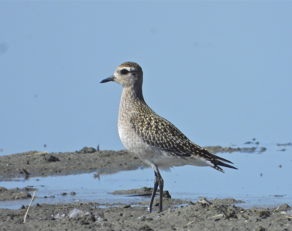 American Golden-Plover - Pair of Wing-Nuts