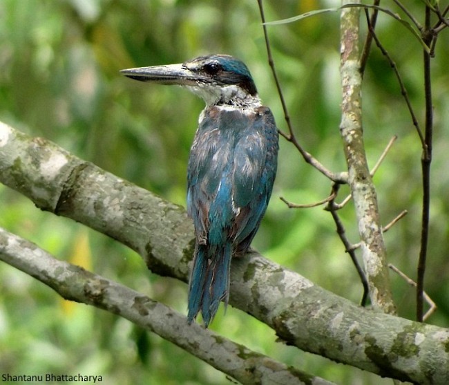 Collared Kingfisher (Oriental) - Shantanu Bhattacharya