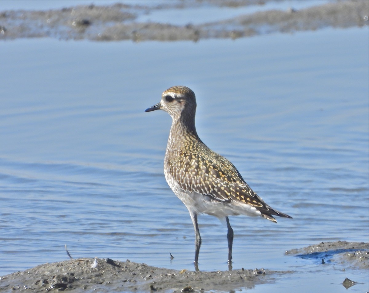 American Golden-Plover - Pair of Wing-Nuts