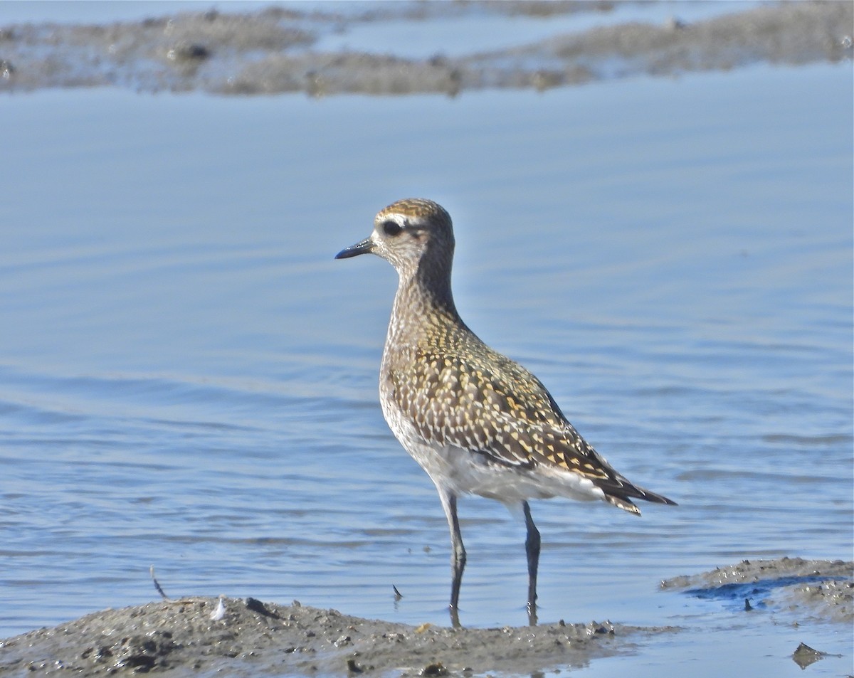 American Golden-Plover - ML378169021