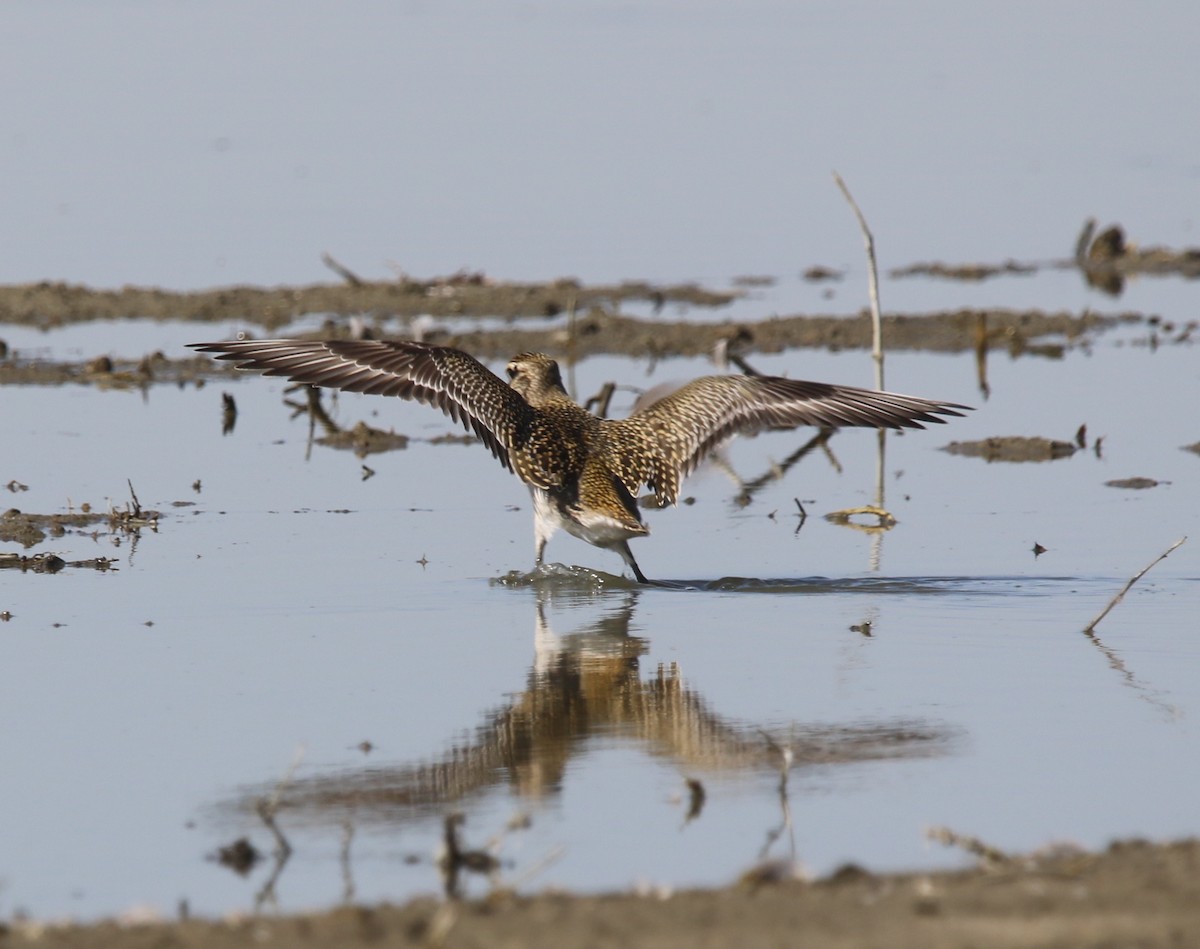 American Golden-Plover - Pair of Wing-Nuts