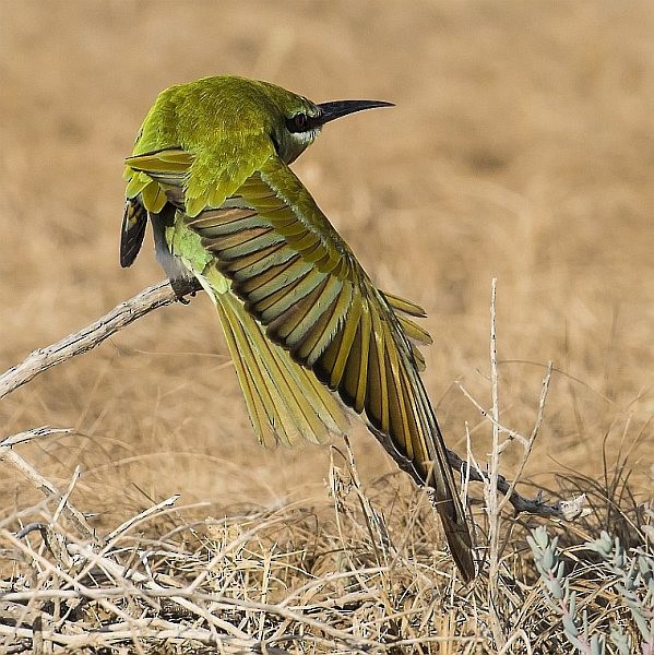 Blue-cheeked Bee-eater - ML378169191