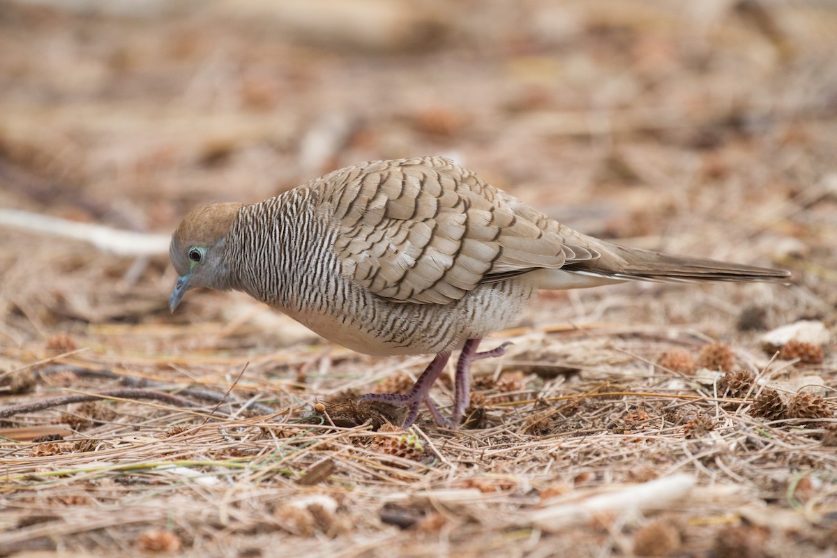 Zebra Dove - ML378169201