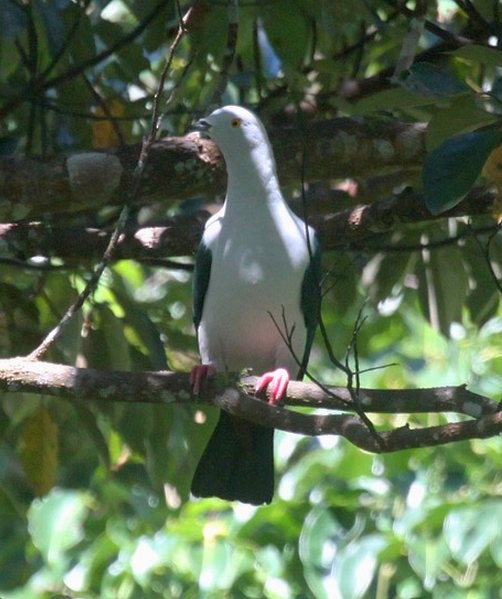 Elegant Imperial-Pigeon - Hanom Bashari