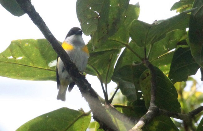 Yellow-sided Flowerpecker - ML378169661