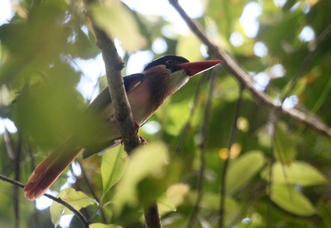 Sangihe Lilac Kingfisher - ML378169731