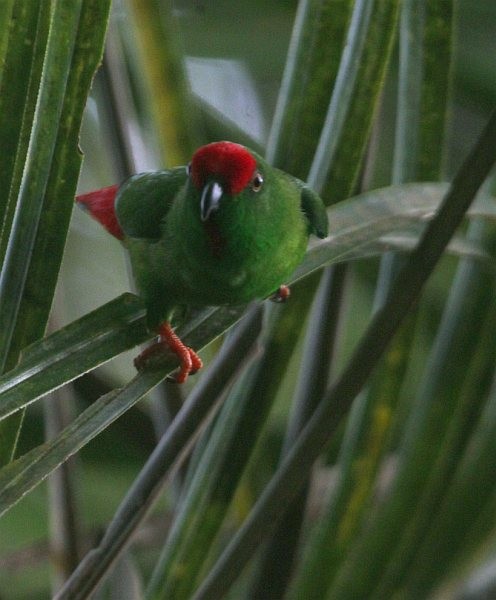 Sangihe Hanging-Parrot - ML378169801