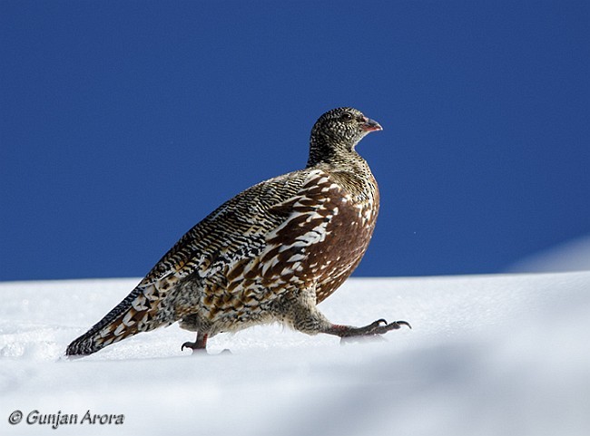 Snow Partridge - ML378170261