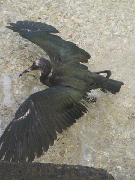 ibis hnědý - ML378170511