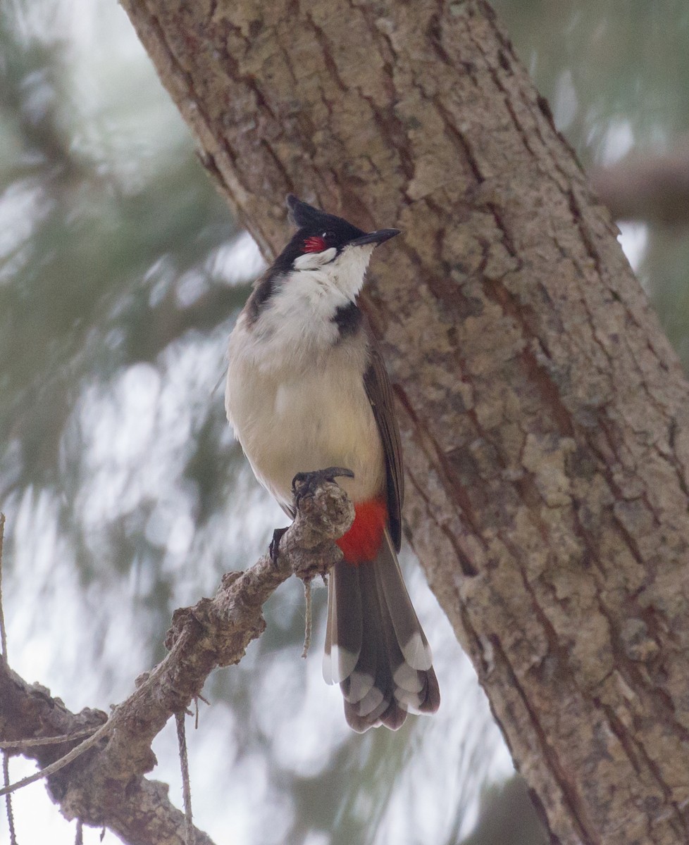 Red-whiskered Bulbul - ML378171001