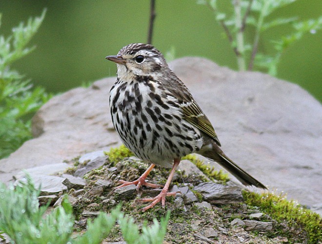 Olive-backed Pipit - ML378171511
