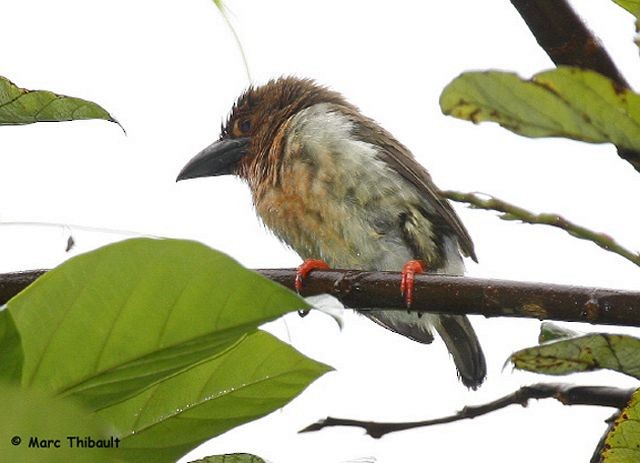Brown Barbet - ML378171891