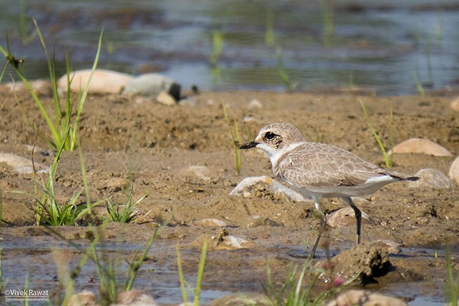 Kentish Plover - ML378173041