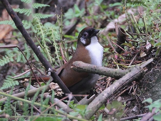 Gray-sided Laughingthrush - ML378174521