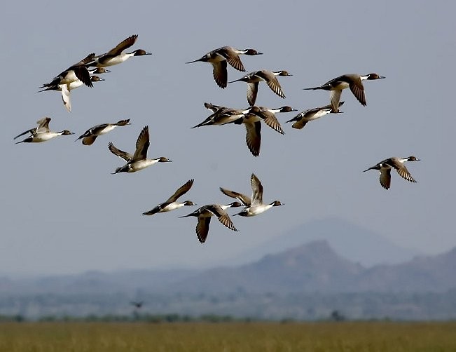 Northern Pintail - Gaurav Bhatnagar