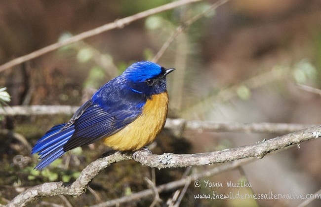 Rufous-bellied Niltava - ML378175611