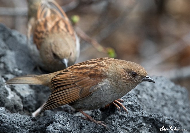 Japanese Accentor - ML378175771