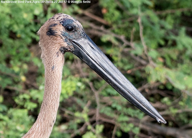 Black-necked Stork - Wg Cdr Vijay K Sethi