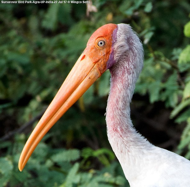 Painted Stork - ML378175841